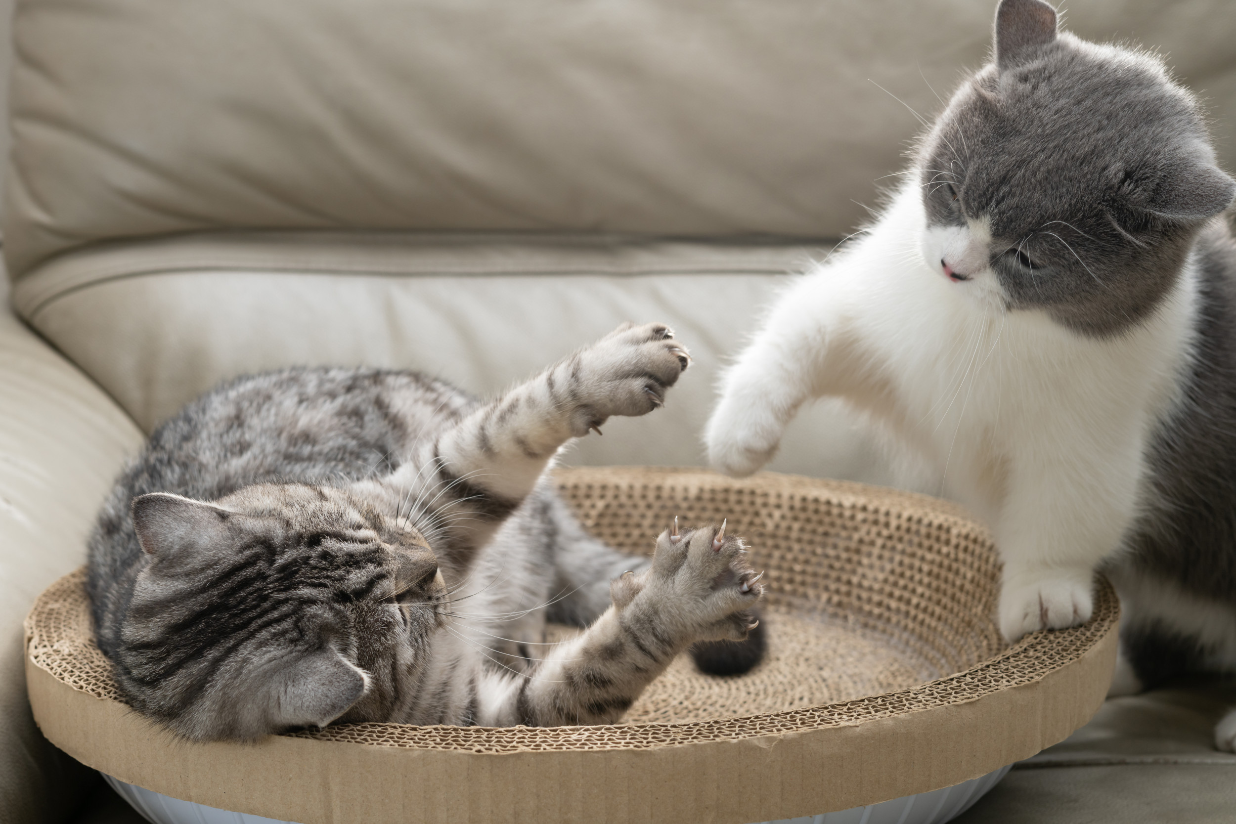 Cat Gets His Own Cat, Internet Sobbing Over Bond