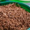  Ashwagandha plant could provide answer to ALS/MND symptoms