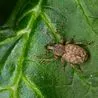  Experts warns of ‘dangerous’ bug that can wipe out your garden in 24 hours