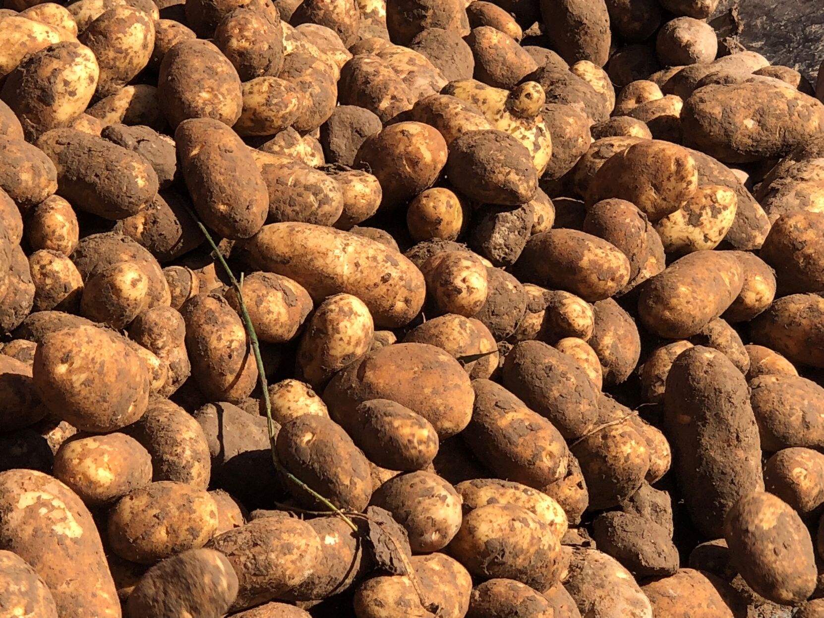 Idaho, U.S. potato acres forecast to decline