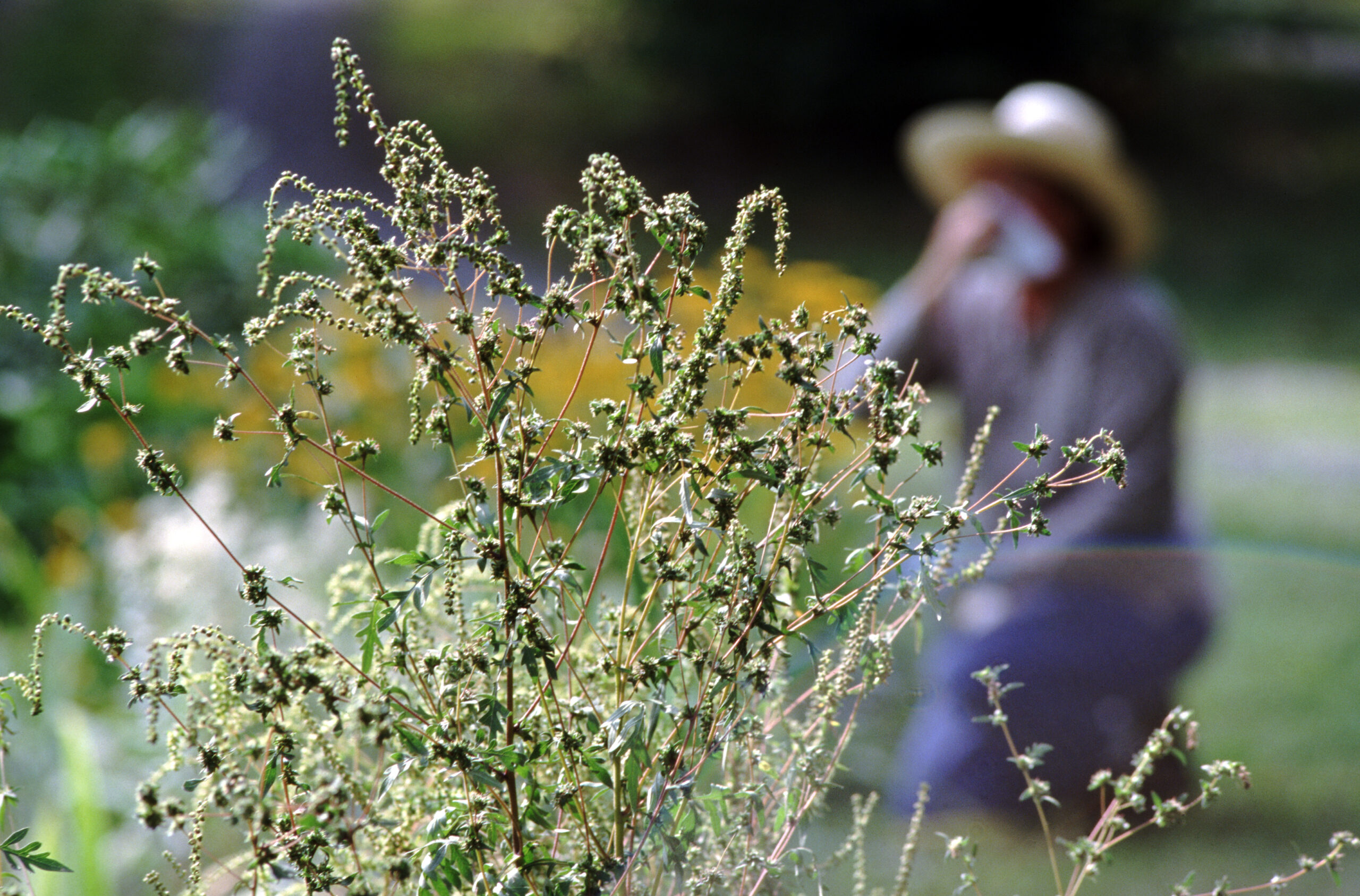  Spring allergies are back. Here’s how to check pollen levels and keep from sneezing