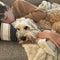 Family’s goodbye to beloved dog becomes a lesson in letting go