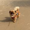 Adorable dog named after TV character seeks new owner he can obsess over