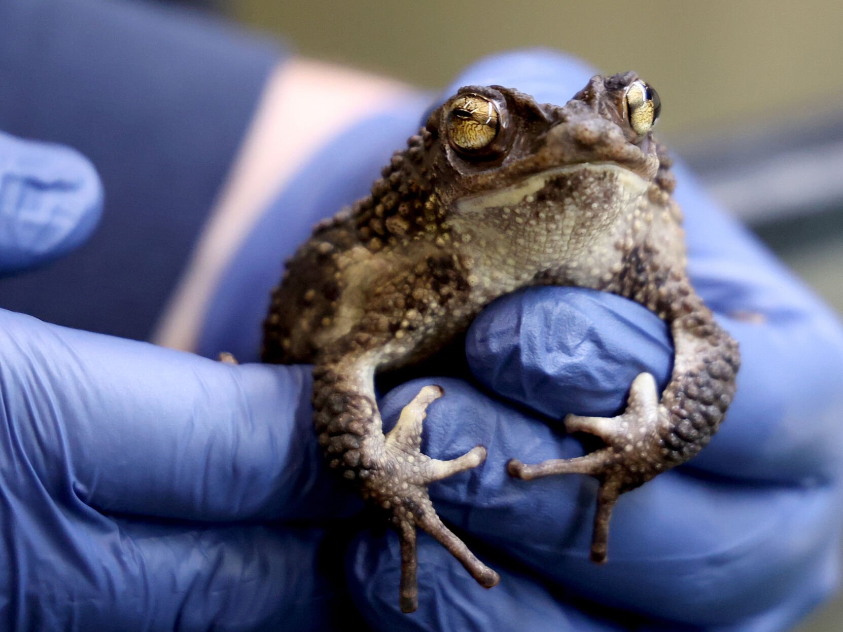  Puerto Rican rapper Bad Bunny champions endangered toad, gives zoo’s conservation efforts a boost