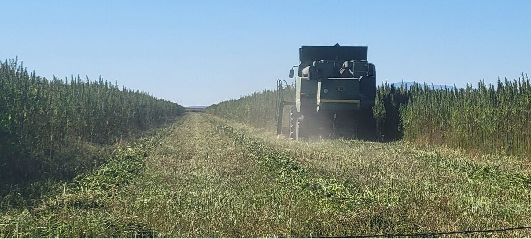 Idaho hemp acres have leveled off