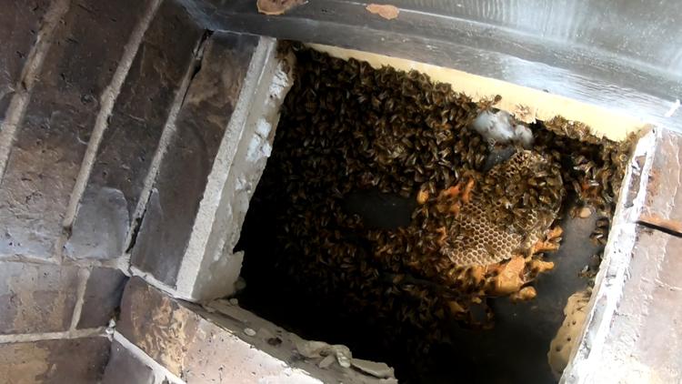 Buzz off! Experts remove bees that chased Texas man near his home | VIDEO