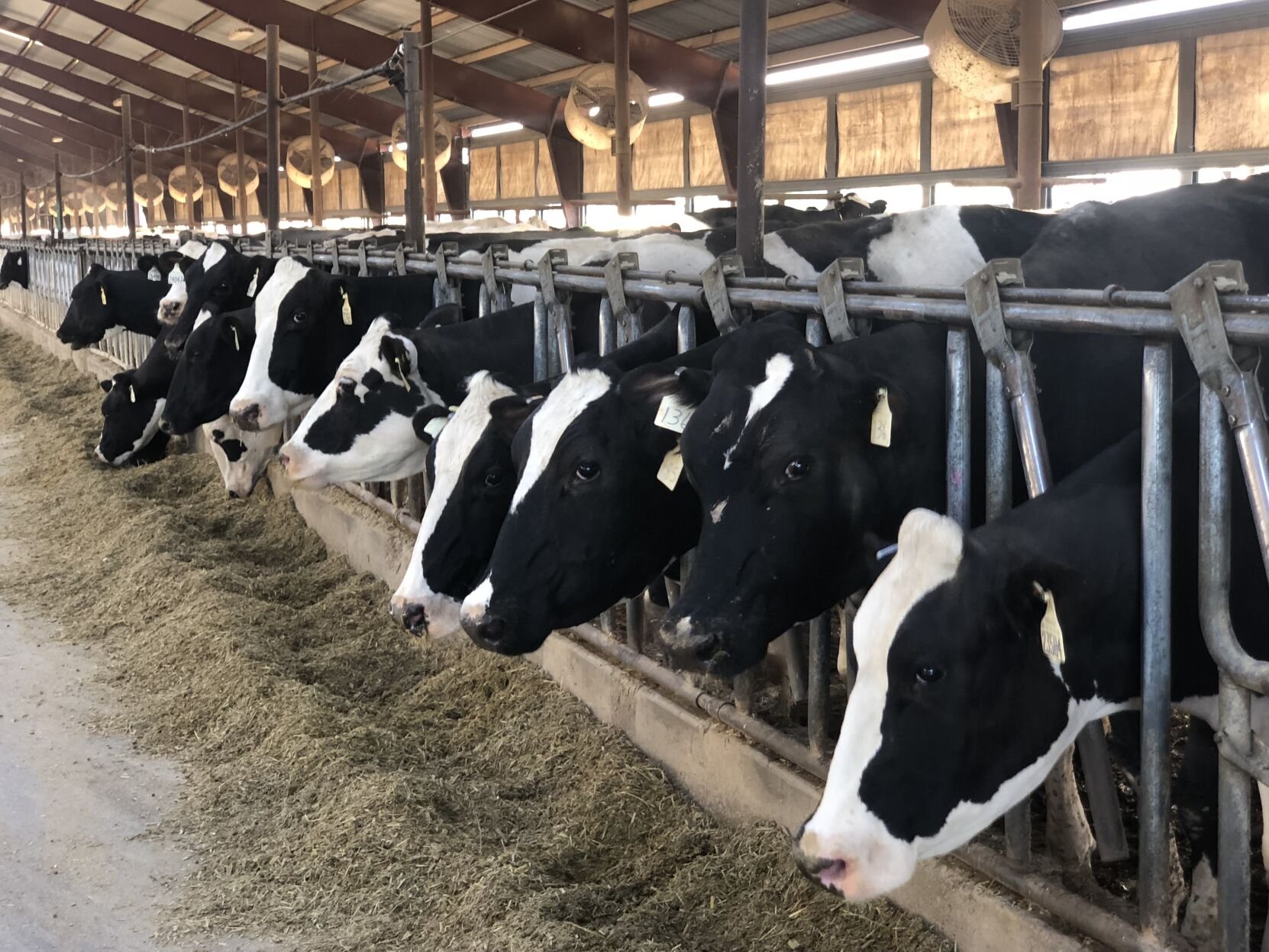 Texas passes Idaho as the No. 3 milk state