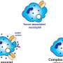 New study reveals promising strategy to retrain neutrophils to target breast cancer