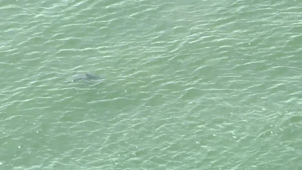  NYC temporarily shuts down Queens beaches after sharks swim dangerously close to Fourth of July crowd