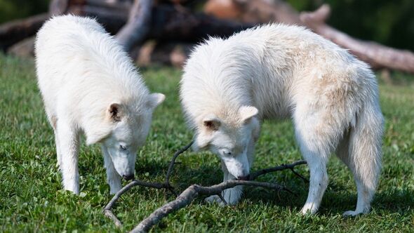 Colossal Biosciences introduces trio of genetically engineered dire wolves