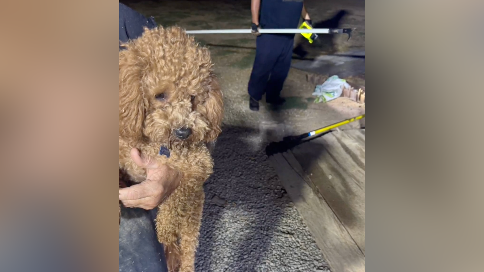 Firefighters rescue dog trapped under shipping container