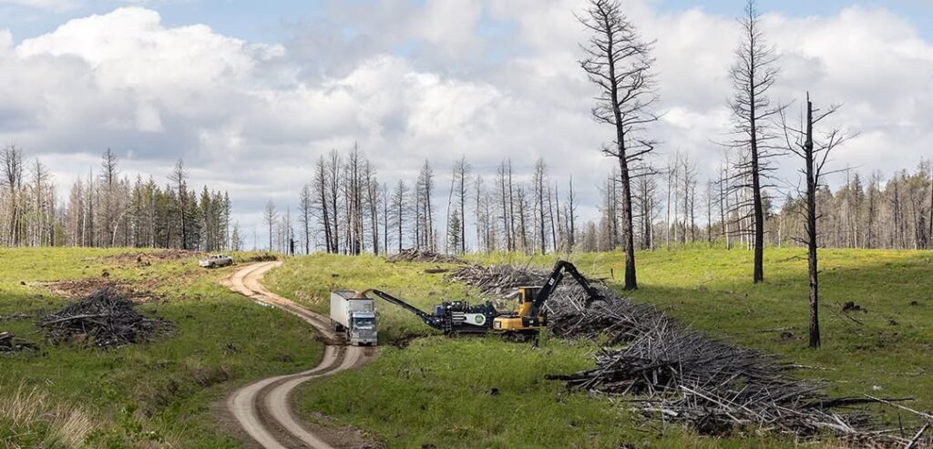 Logging can lead to better hunting