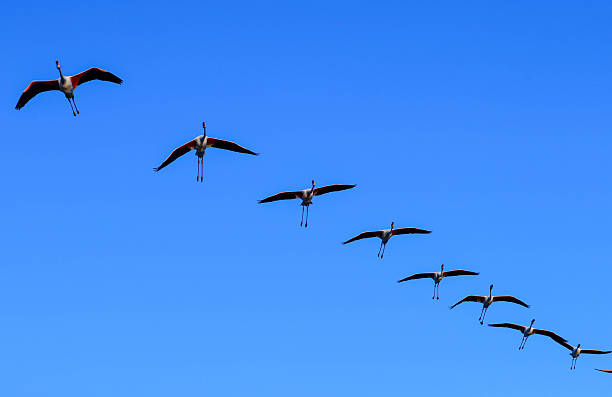 Simple ways to help birds during migration season