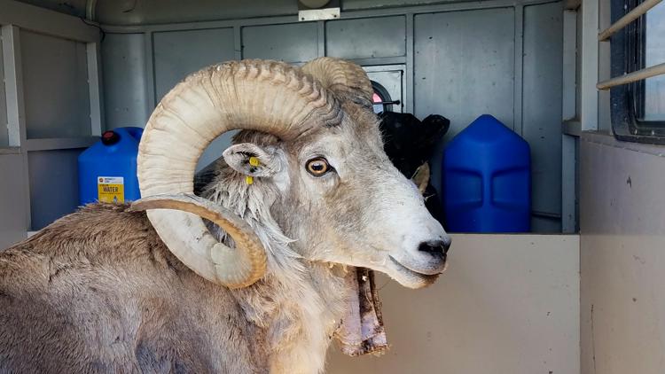 Montana man gets 6 months in prison for cloning giant sheep and breeding it