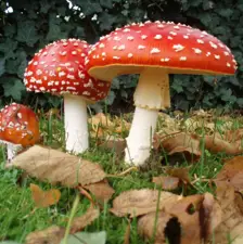 Mushroom ‘microdosing’ trend has led to increased poison control center calls and ER visits