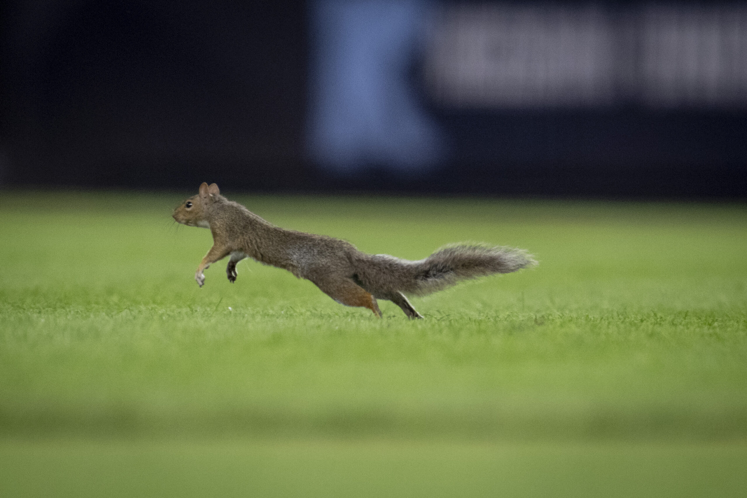 Yankees 0, Red Sox 1: A squirrel ran the bases more than the Yankees did