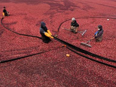 Massachusetts cranberry bogs are being given a second life as vibrant wetlands