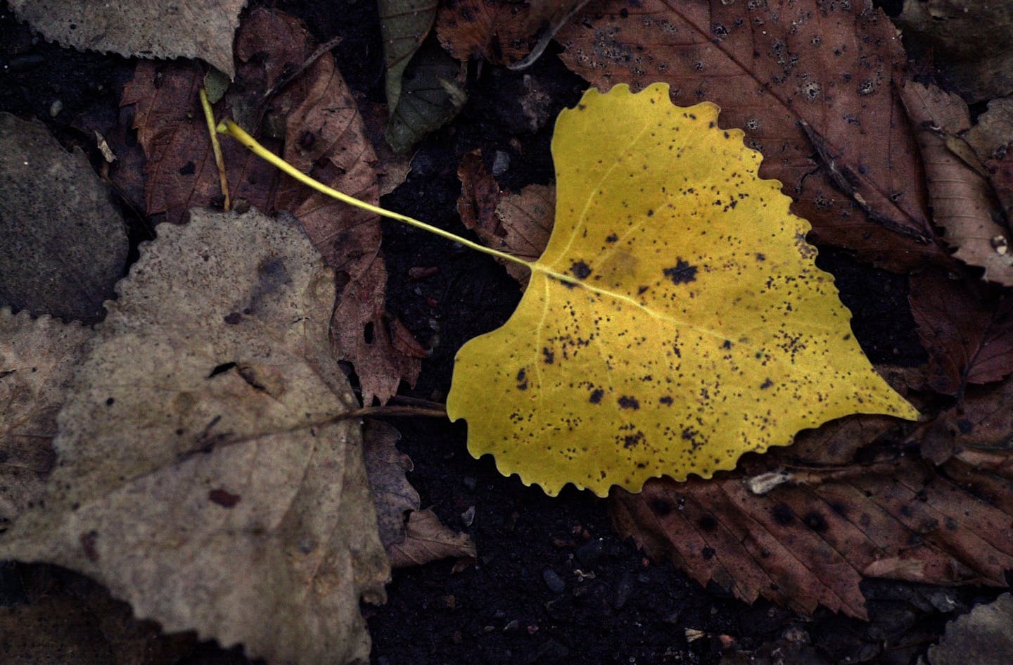 ‘A little early,’ changing leaves flip switch to fall in Minnesota